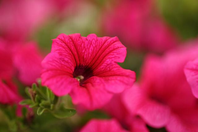 CANON RF 85MM F/2,0 MACRO IS STM